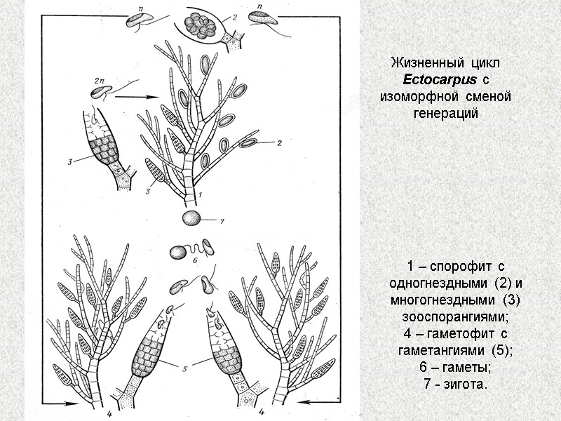 Жизненный цикл Ectocarpus с изоморфной сменой генераций 1 – спорофит с одногнездными (2) и